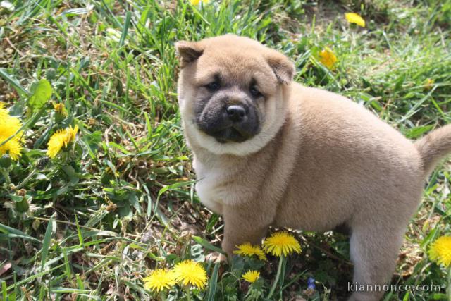 chiots Shiba inu a donner