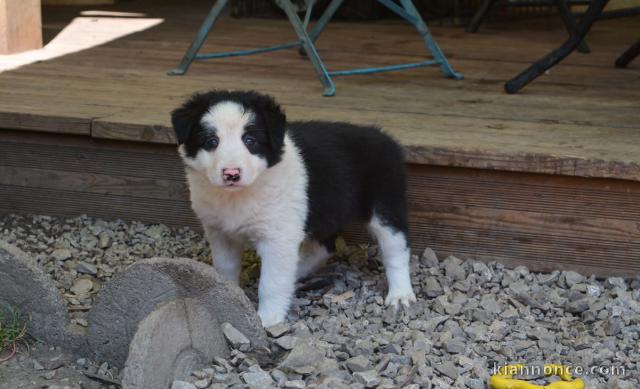 chiots Border collie a donner