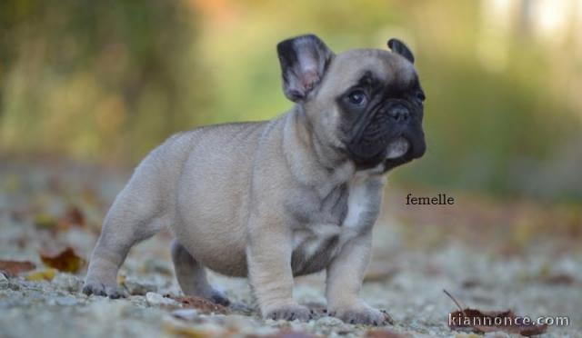 Chiot Bouledogue Français a donner