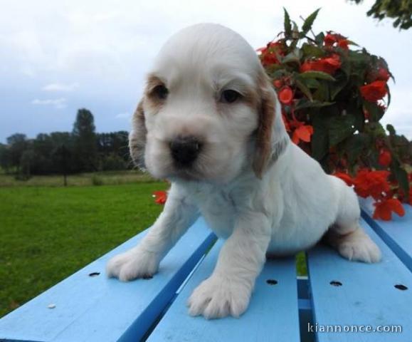 chiot cocker anglais femelle et mâle