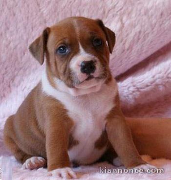 Chiots Staffordshire Bull Terrier a donner