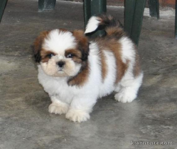 chiot Shih Tzu  a donner