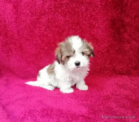 Chiot coton de tulear a donner