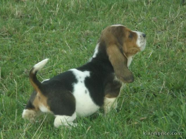 Chiots Basset Hound a donner