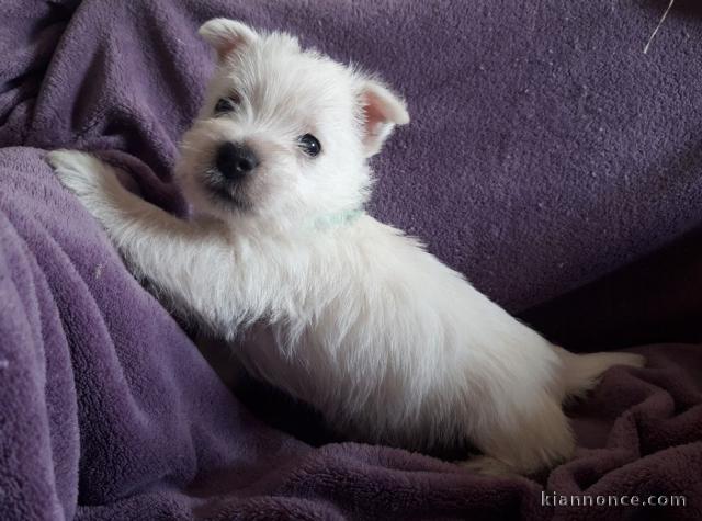 chiot Westie  a donner