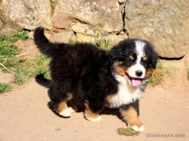 chiot bouvier bernois femelle et mâle a donner