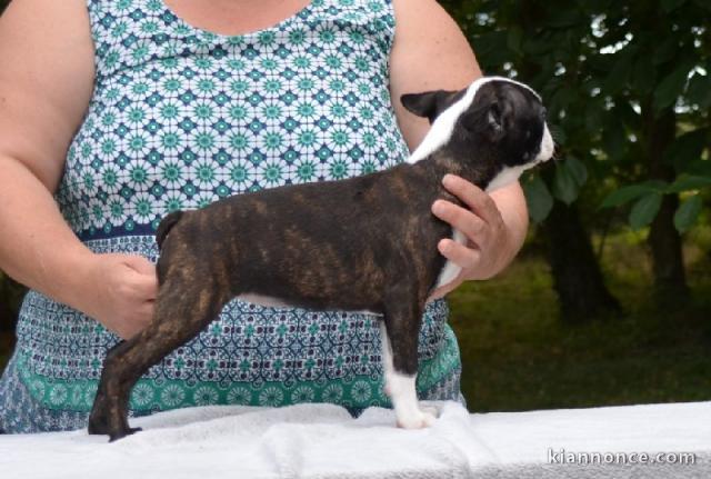 Chiot Boston Terrier  a donner