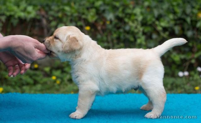 Chiots labradors pedigré a donner