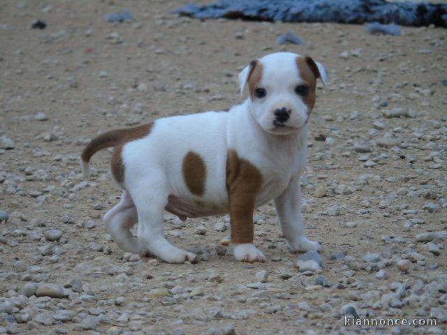 Chiots Staffordshire Bull Terrier a donner