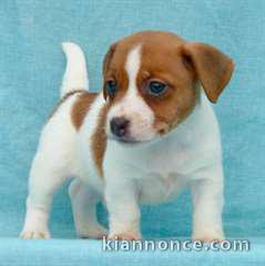 Chiot jack russell inscrit au CKC a donner