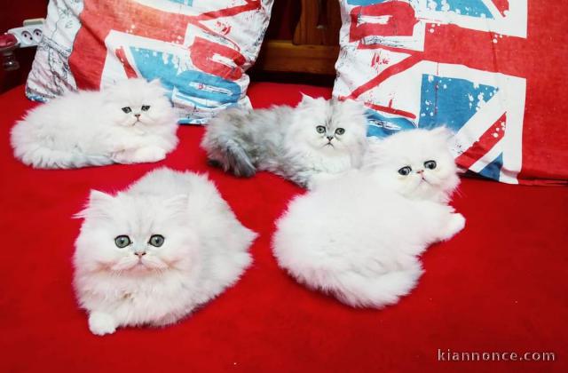 Portée de 4 Magnifiques chatons Persan mâles et femelles disponib