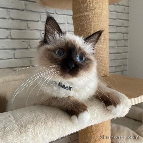 Magnifique chaton Ragdoll en adoption