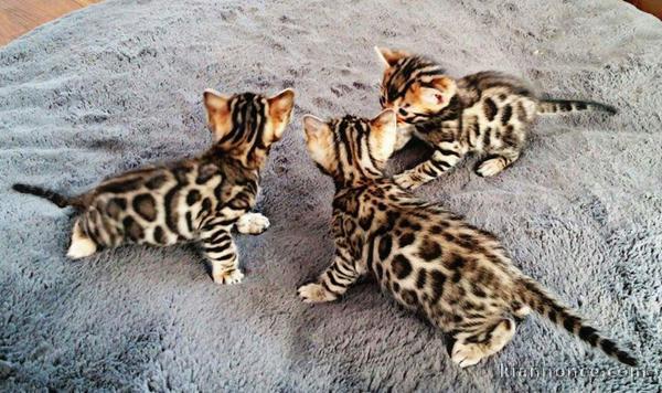 Magnifiques chatons bengal