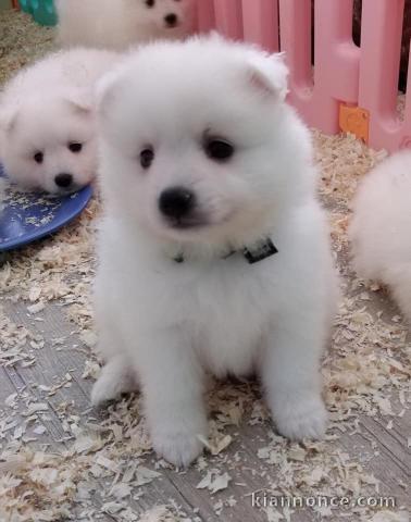 Chiot Spitz Japonais Adorable