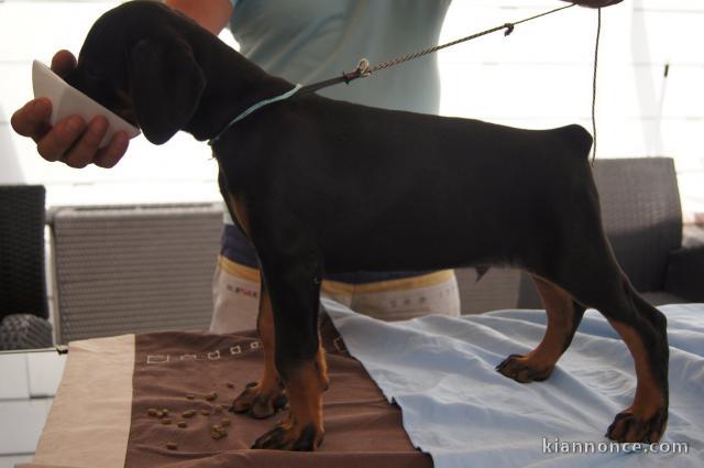 Chiots Dobermann a donner