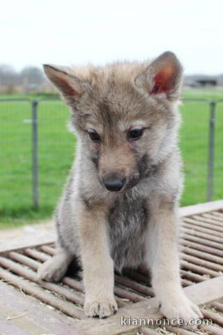 Chien-loup tchécoslovaques