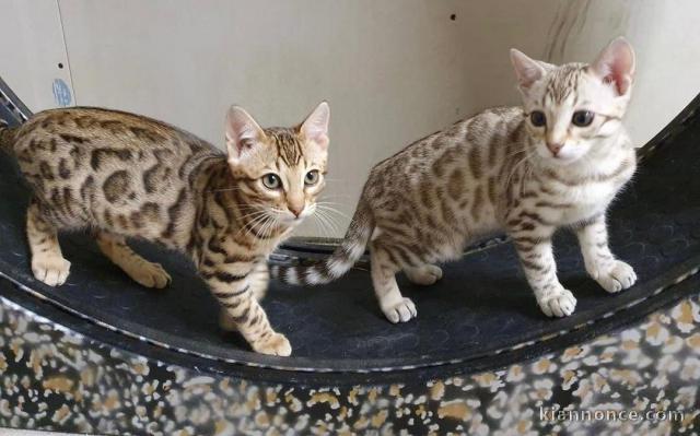 Nos chatons Bengal disponibles de suite