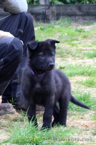 Chien-loup tchécoslovaques