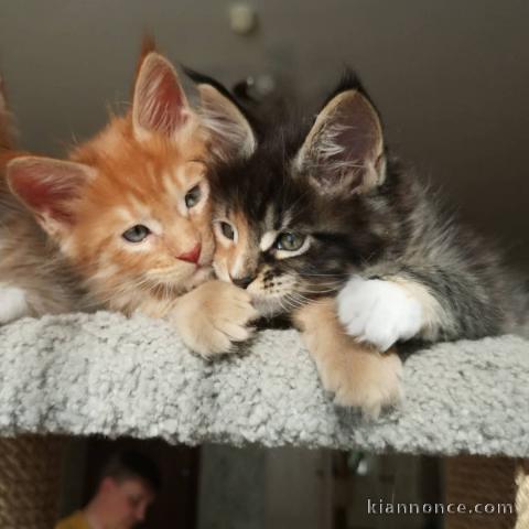 Deux chatons main coon mâle et femelle a donner