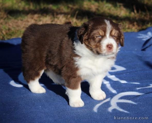 chiot berger australiens lof a donner