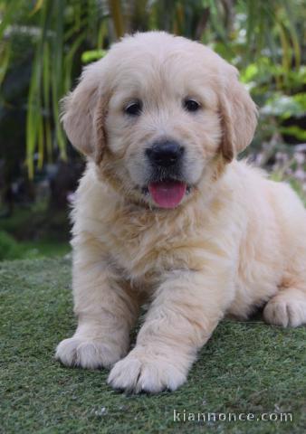 chiots golden retriever lof  a donner