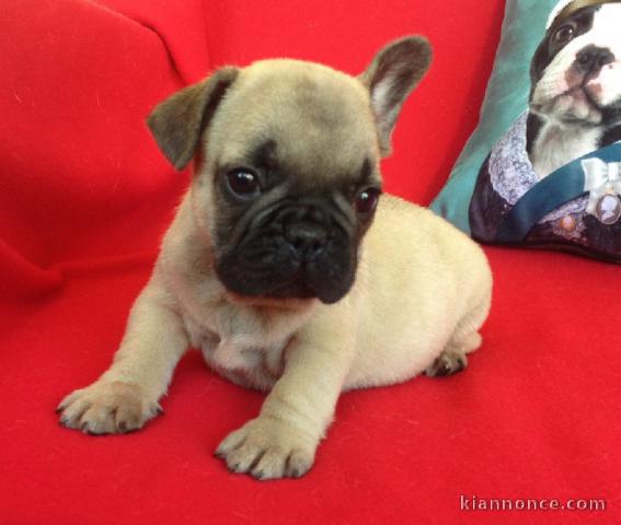 Chiot Bouledogue Français lof a donner