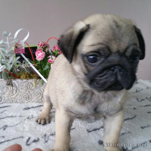 chiots carlin  lof a donner