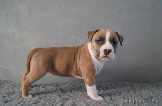 Chiots american staffordshire terrier lof a donner