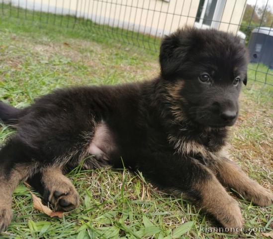 Magnifique chiots Berger allemand lof a donner