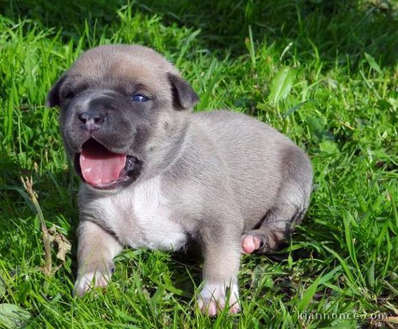 Adorable chiots american staffordshire terrier a donner