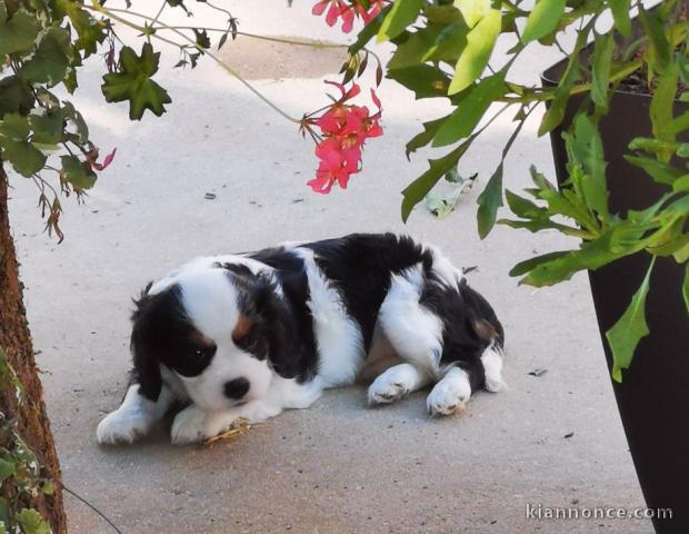 Magnifique Chiots Cavaliers King Charles a donner