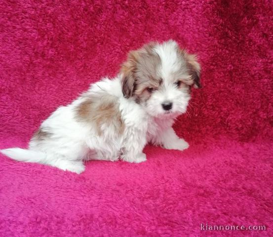 Chiot coton de tulear lof a donner