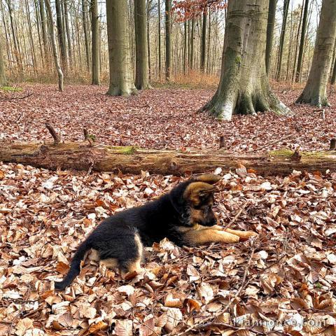 chiots berger allemand