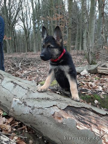 chiots berger allemand