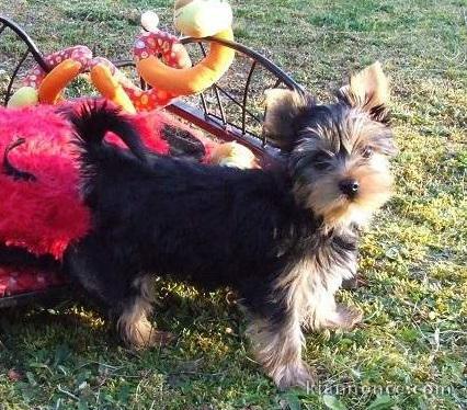 chiot Yorkshire pedigré a donner