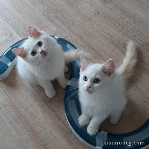 Magnifique chatons Ragdoll