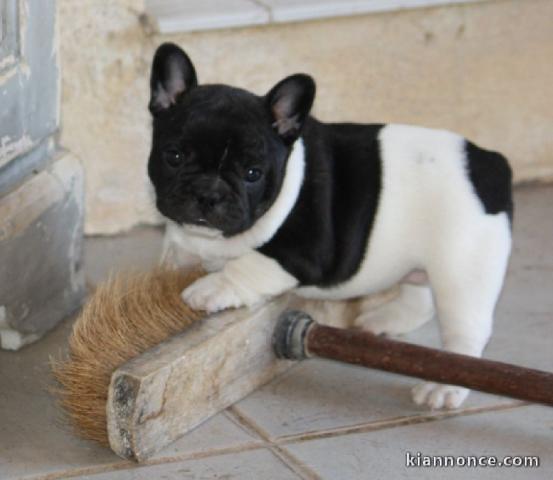 Magnifique chiots bouledogue français