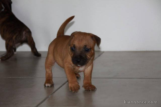 Adorable chiot Bull terrier  a donner