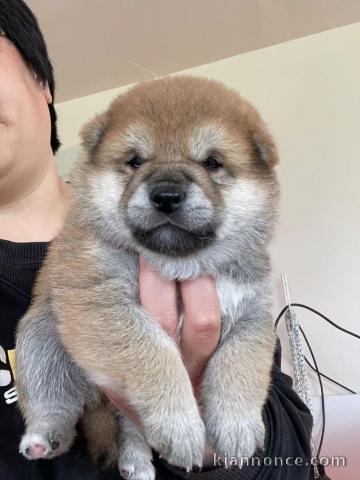 Adorable chiot Shiba Inu à donner