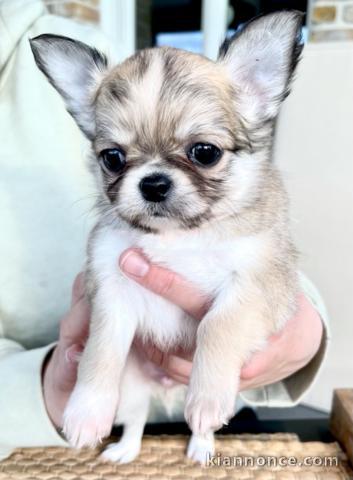 Magnifique  chiot Chihuahua  à donner 
