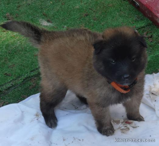 Magnifique  chiot Berger belge à donner