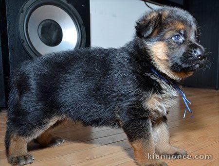 Magnifique  chiot berger allemand  à donner