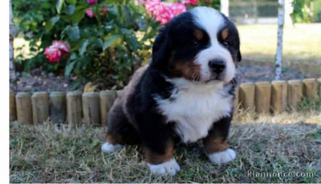 Magnifique  chiot Bouvier bernois à donner