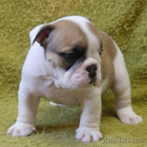 Magnifique  chiot  Bulldog Anglais à donner