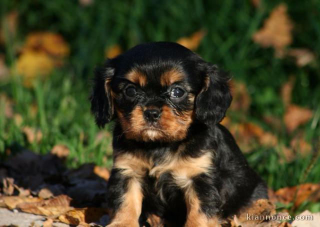  Chiot Cavalier King Charles femelle à adopter