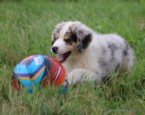  A donner chiot Type berger australien Femelle 