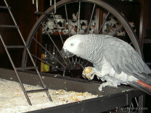  A donner magnifique perroquet Gris du Gabon