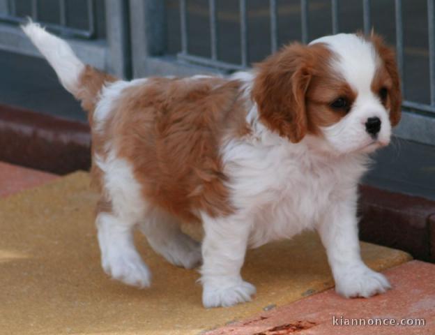 Adorable chiot Cavalier King Charles à donner