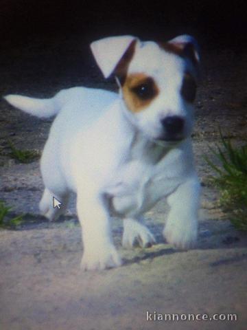 Adorable chiot   Jack Russel terrier à donner .
