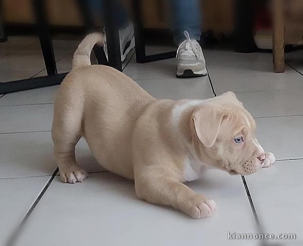 Magnifique  chiot Américain bully à donner